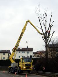 Rückschnitt eines Baumes am Straßenrand